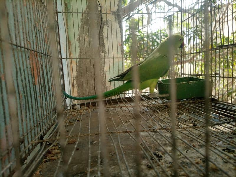 green parrot 2