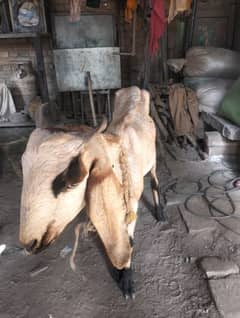 Goat for sale 0