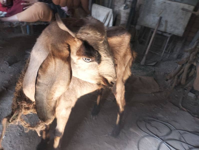 Goat for sale 1