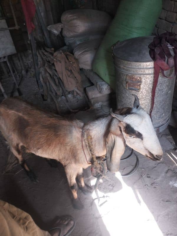 Goat for sale 2