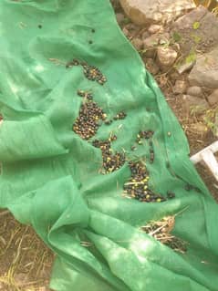 olive seeds 100% organic from mountaina of Kashmir