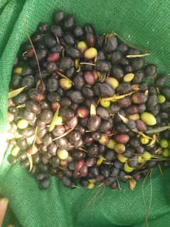 olive seeds 100% organic from mountaina of Kashmir