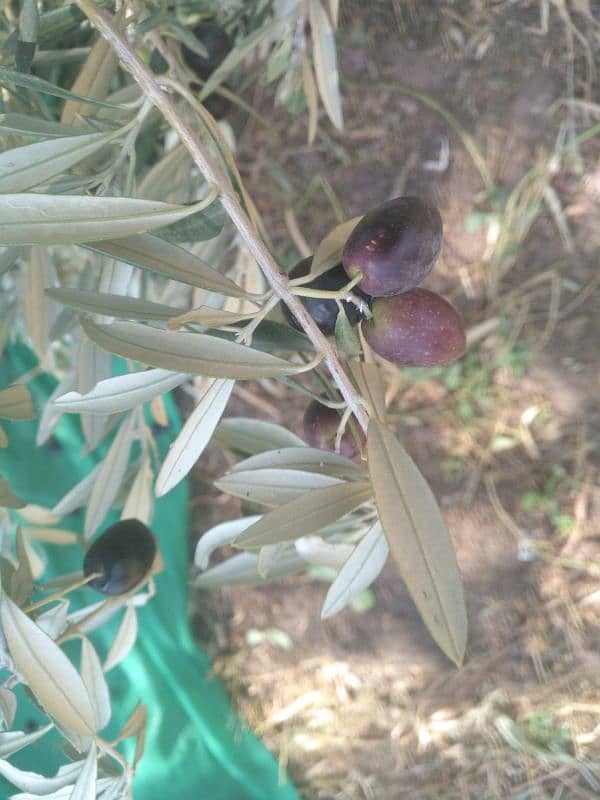 olive seeds 100% organic from mountaina of Kashmir 3