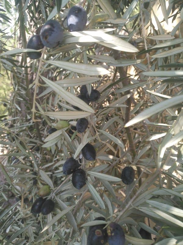 olive seeds 100% organic from mountaina of Kashmir 6