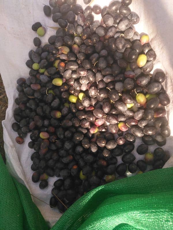 olive seeds 100% organic from mountaina of Kashmir 9