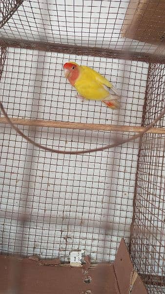 lotino love bird 0