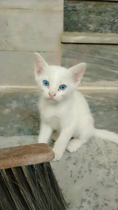 2 month age kittens female. . single coated Khao mane