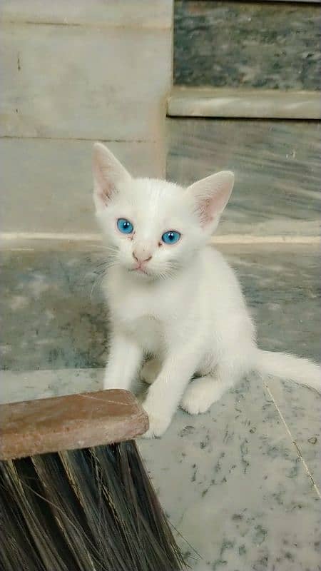 2 month age kittens female. . single coated Khao mane 0