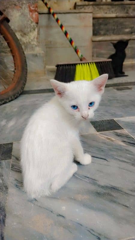 2 month age kittens female. . single coated Khao mane 1