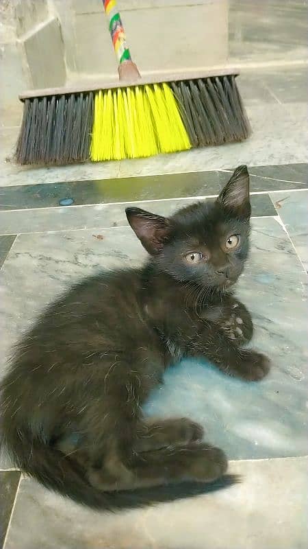 2 month age kittens female. . single coated Khao mane 2