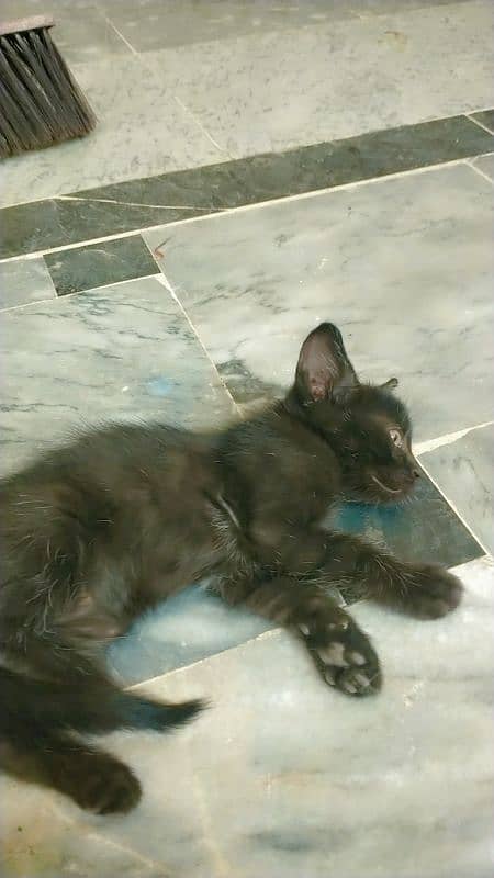 2 month age kittens female. . single coated Khao mane 3