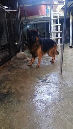 German Shepherd high quality male stud k lea available ha