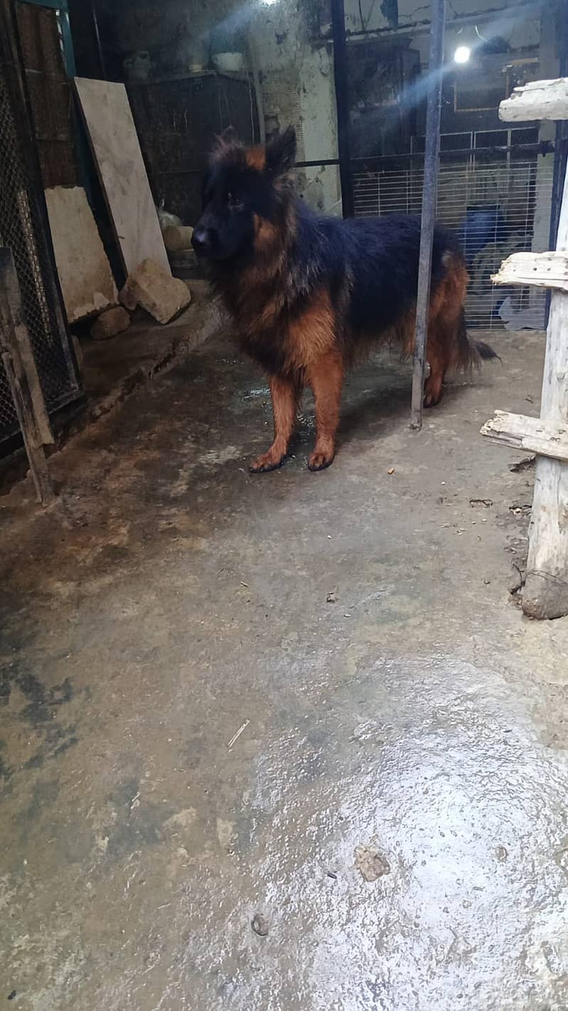 German Shepherd Long Cot High quality Stud male 4