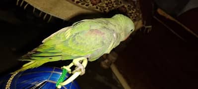 Raw parrot 0