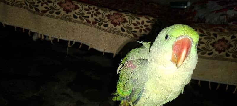 Raw parrot 2