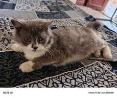 Grey and white clr persion cat contact 03400470983