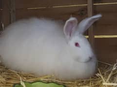 angoora rabbit male for sale long hair beautiful