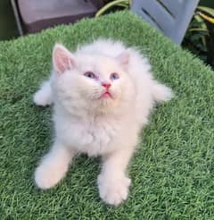 High Quality kittens/Persian cat/Persian kittens//punch face/doll face