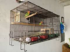 fisher breeder pair with cage