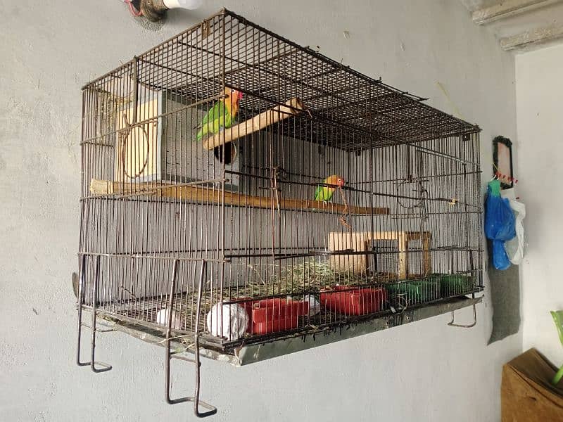 fisher breeder pair with cage 0