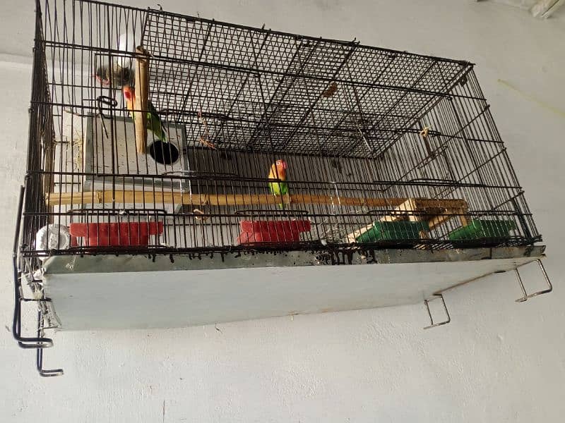 fisher breeder pair with cage 1