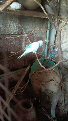 Astralioan white parrot