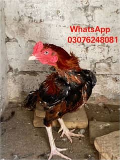 Aseel Breeder Pair For Sale