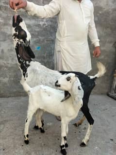 Goat | Bakri | Tedi |  Healthy | 6 dant | Teda | بکری | بکرے |  ٹیڈا |