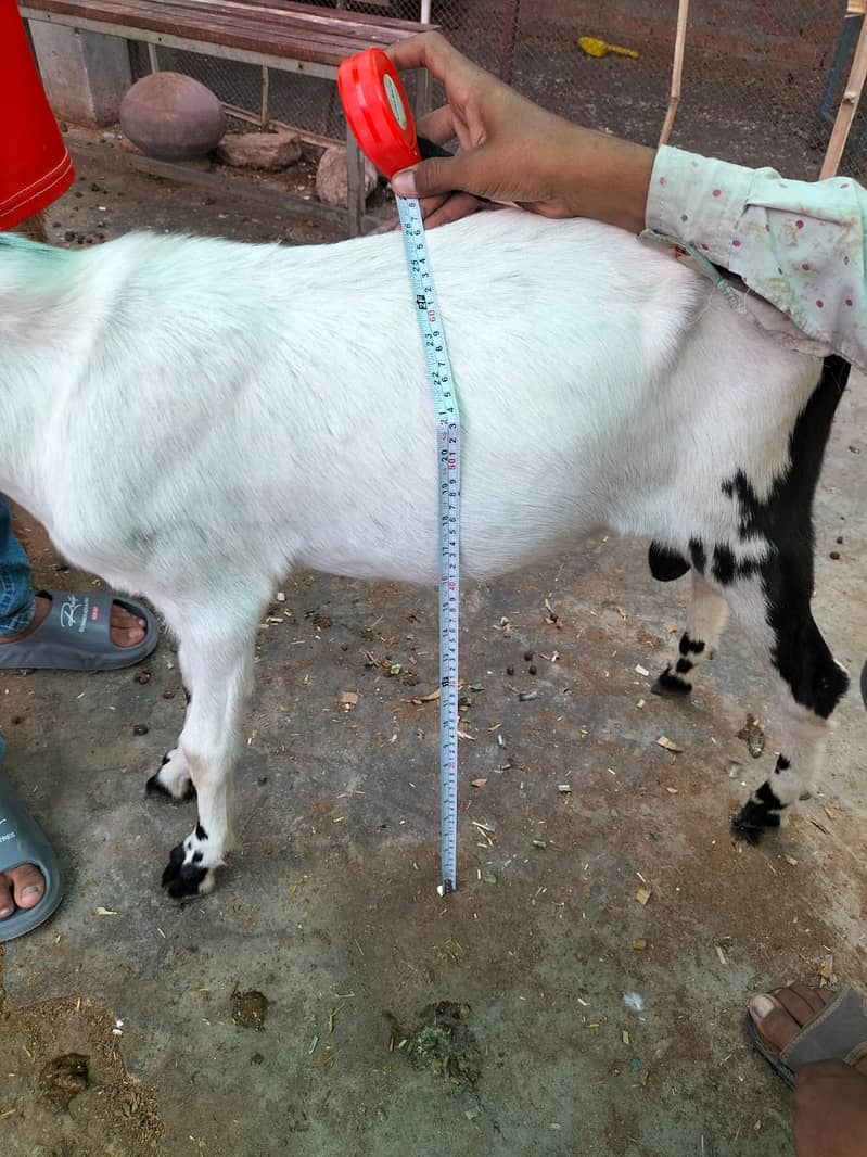 Goat | Bakri | Tedi |  Healthy | 6 dant | Teda | بکری | بکرے |  ٹیڈا | 1