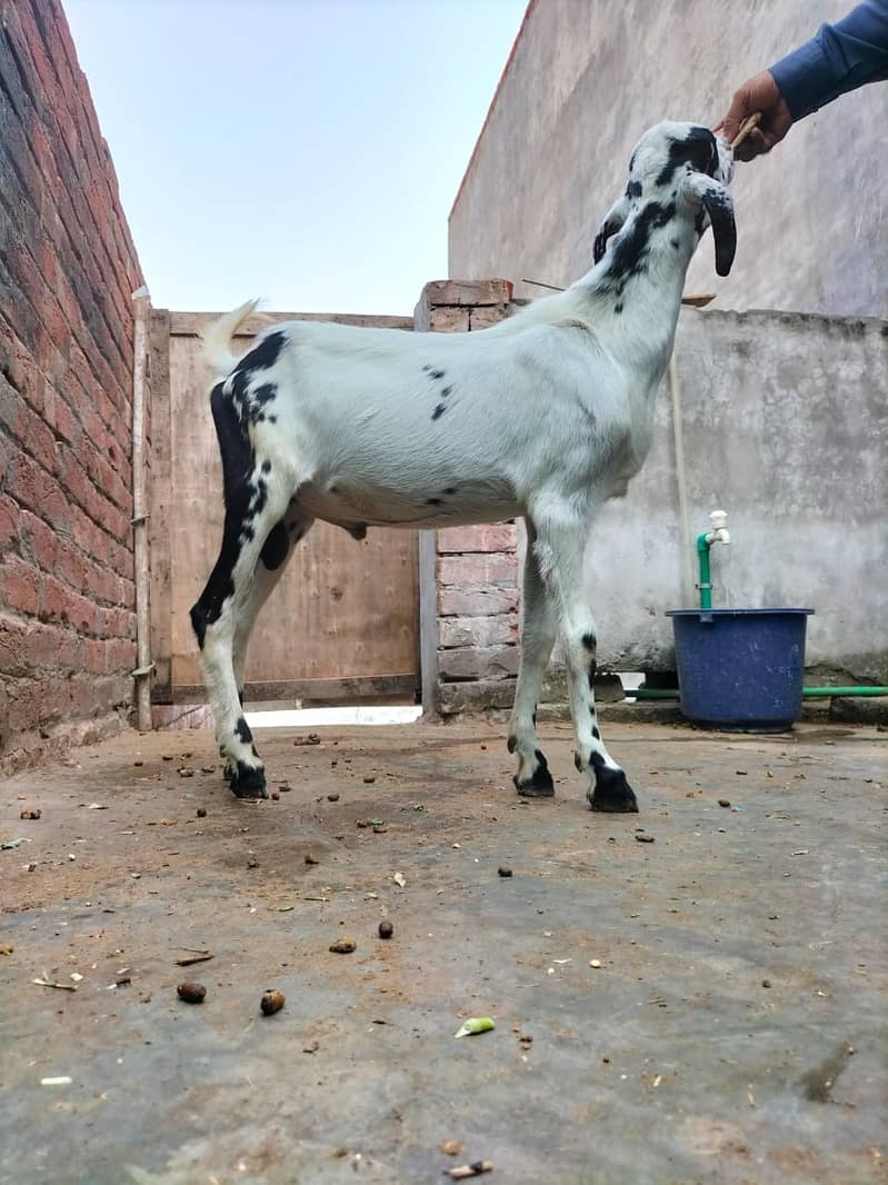 Goat | Bakri | Tedi |  Healthy | 6 dant | Teda | بکری | بکرے |  ٹیڈا | 18