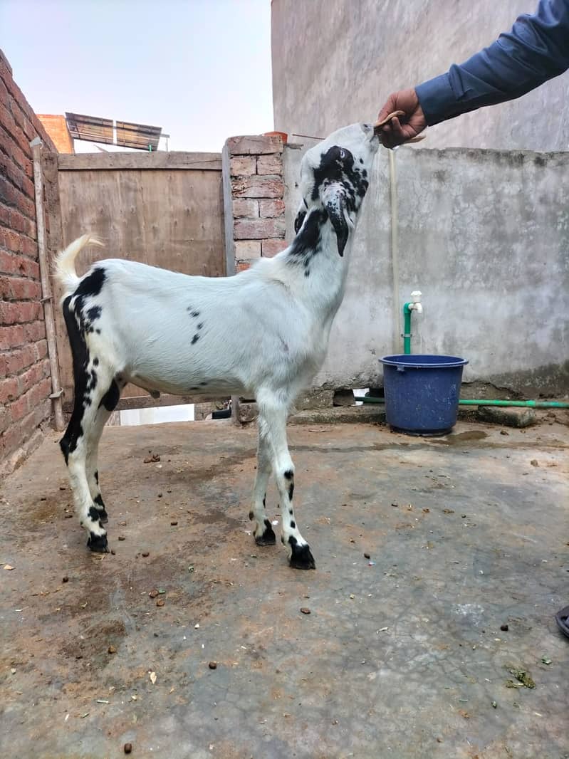 Goat | Bakri | Tedi |  Healthy | 6 dant | Teda | بکری | بکرے |  ٹیڈا | 19