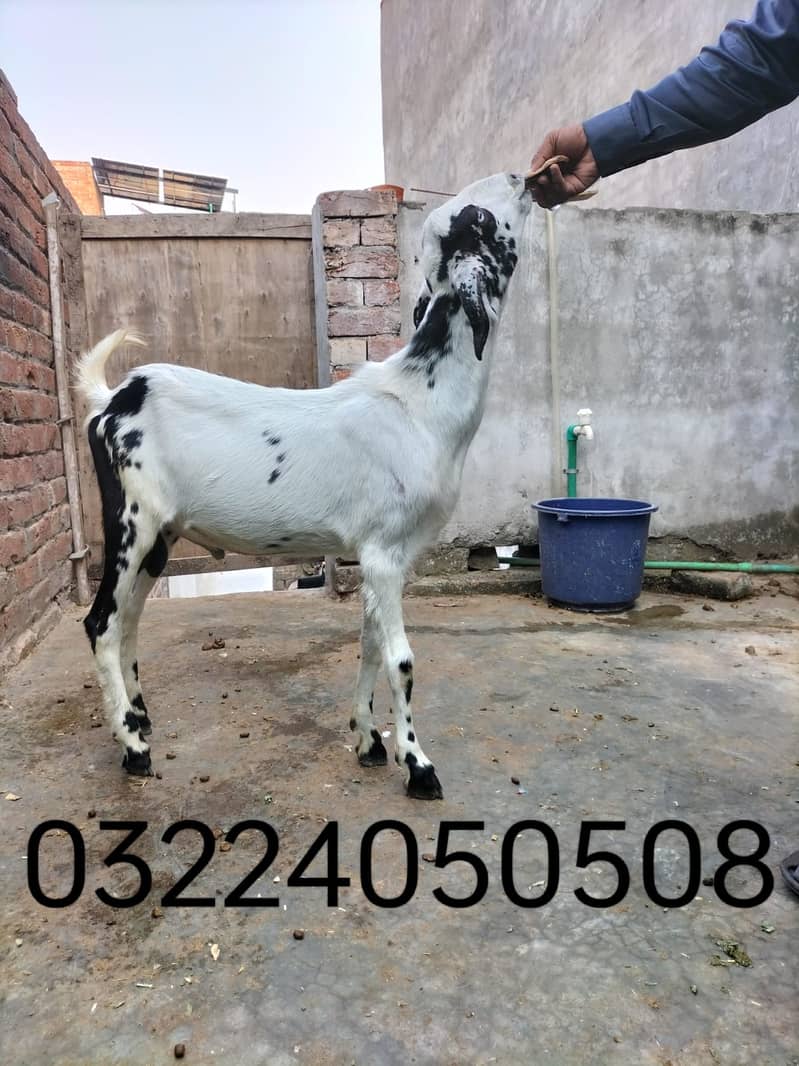 Goat | Bakri | Tedi |  Healthy | 6 dant | Teda | بکری | بکرے |  ٹیڈا | 4