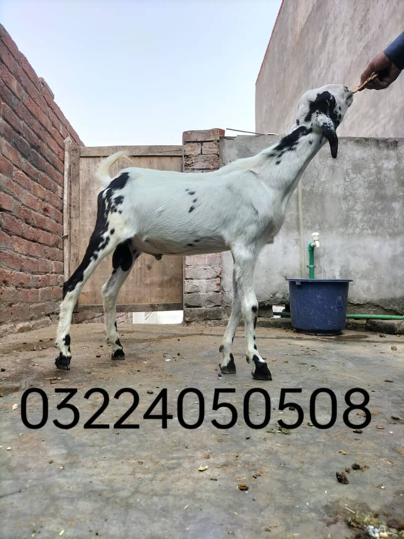 Goat | Bakri | Tedi |  Healthy | 6 dant | Teda | بکری | بکرے |  ٹیڈا | 5