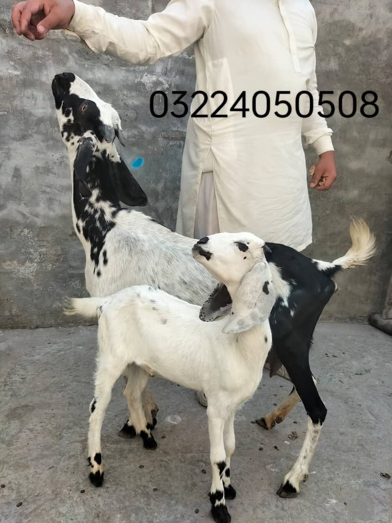 Goat | Bakri | Tedi |  Healthy | 6 dant | Teda | بکری | بکرے |  ٹیڈا | 9