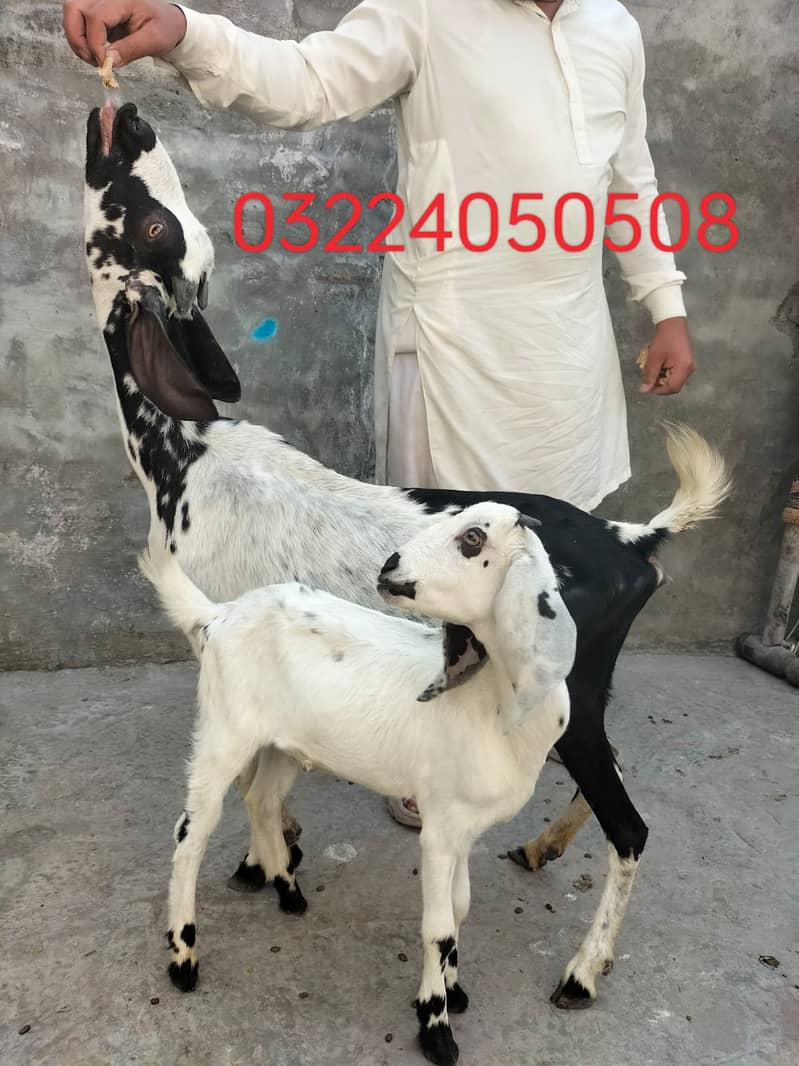 Goat | Bakri | Tedi |  Healthy | 6 dant | Teda | بکری | بکرے |  ٹیڈا | 10