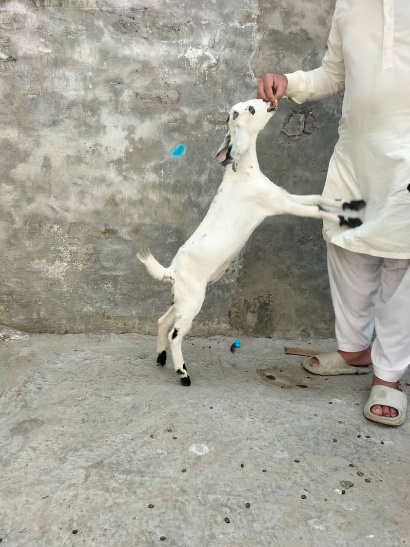 Goat | Bakri | Tedi |  Healthy | 6 dant | Teda | بکری | بکرے |  ٹیڈا | 12