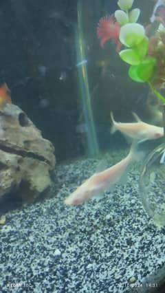 White line shark, Oranda goldfish, Cichlids