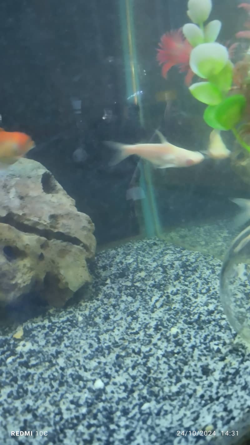 White line shark, Oranda goldfish, Cichlids 1