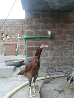 Mianwali aseel madi for sale