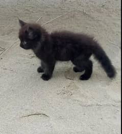 persian cat for sale