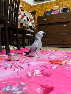 African grey parrot 03262134833