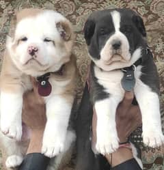 Alabai dog | King Alabai pair | security dog for sale | Alabai Breed 0