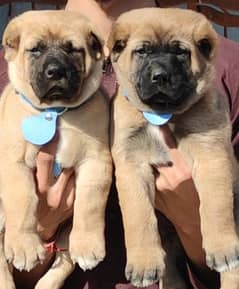 king kurdish kangal dog |  security dog for sale