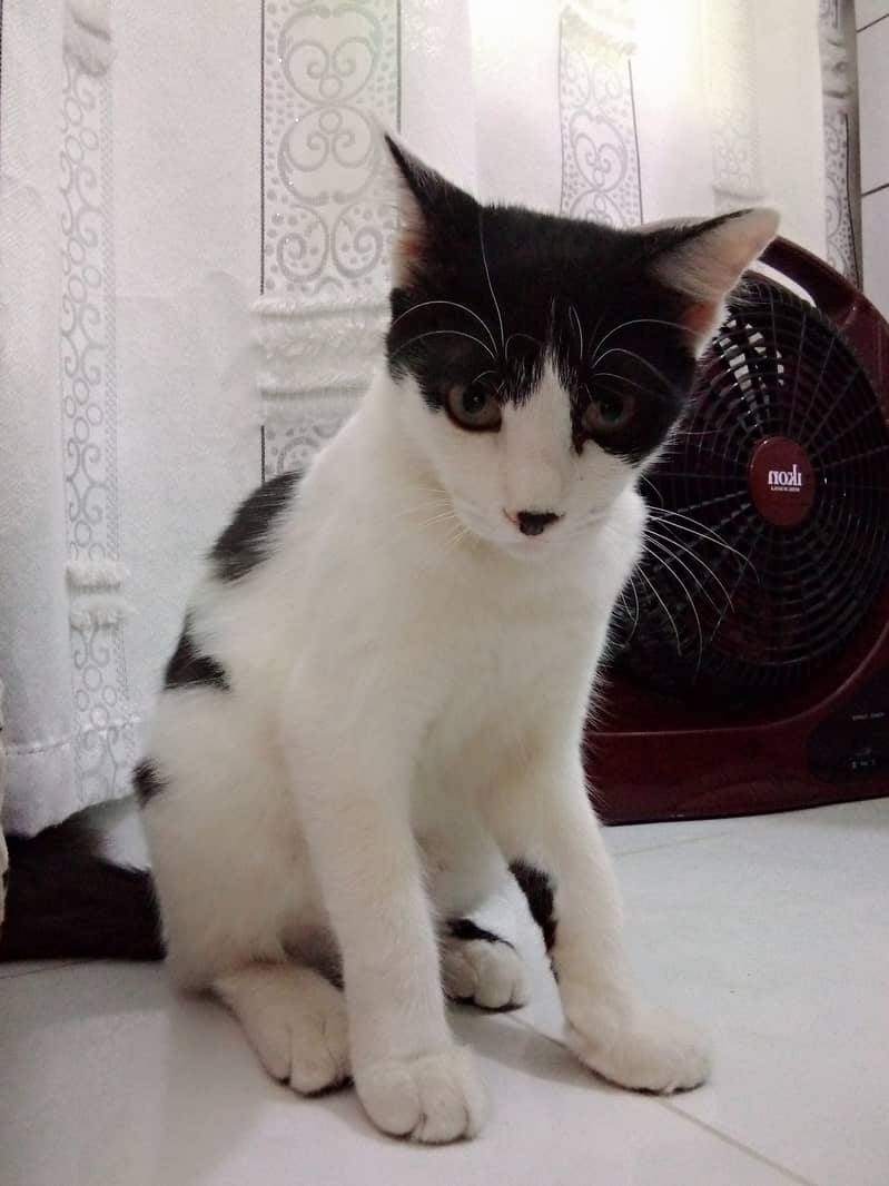 Persian male cat age 9 months contact on 03133987673 1