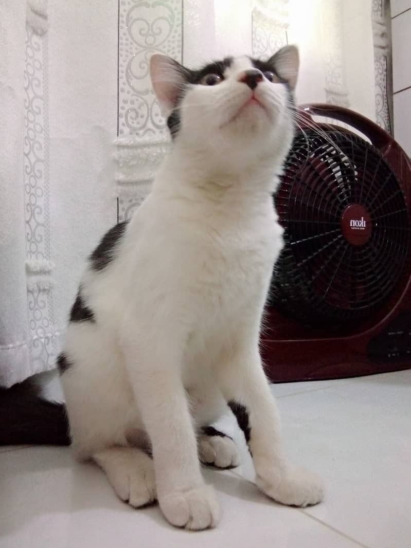 Persian male cat age 9 months contact on 03133987673 2