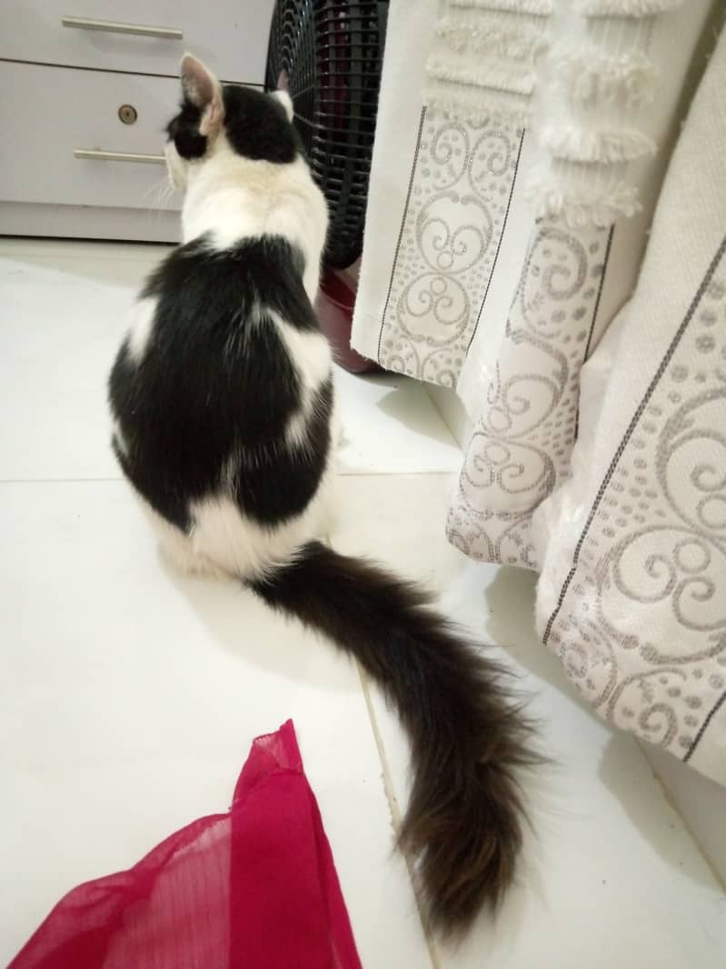 Persian male cat age 9 months contact on 03133987673 4