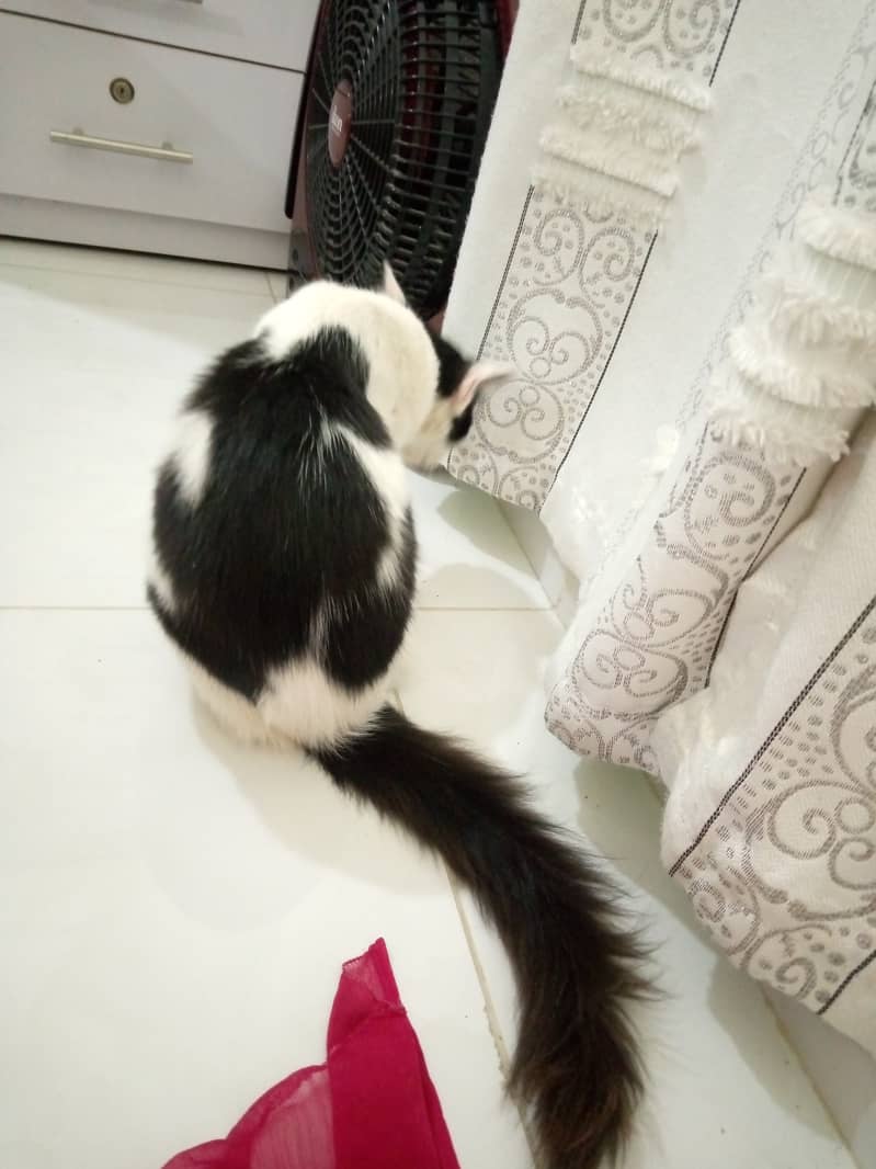 Persian male cat age 9 months contact on 03133987673 5