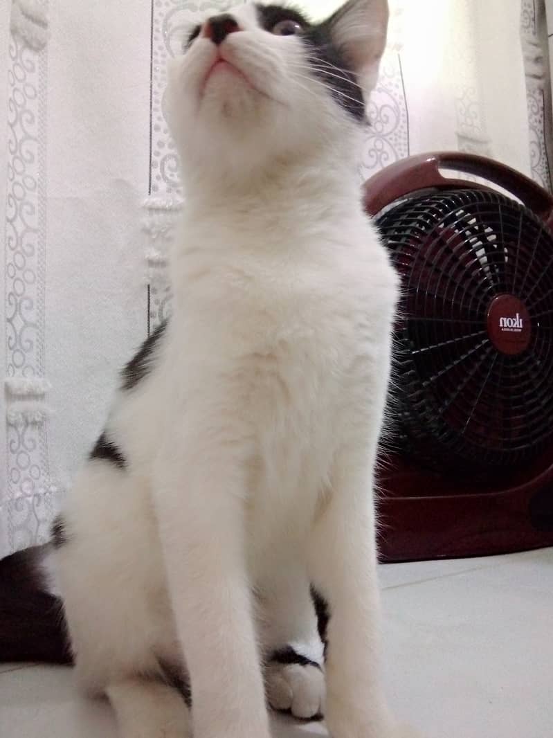 Persian male cat age 9 months 6