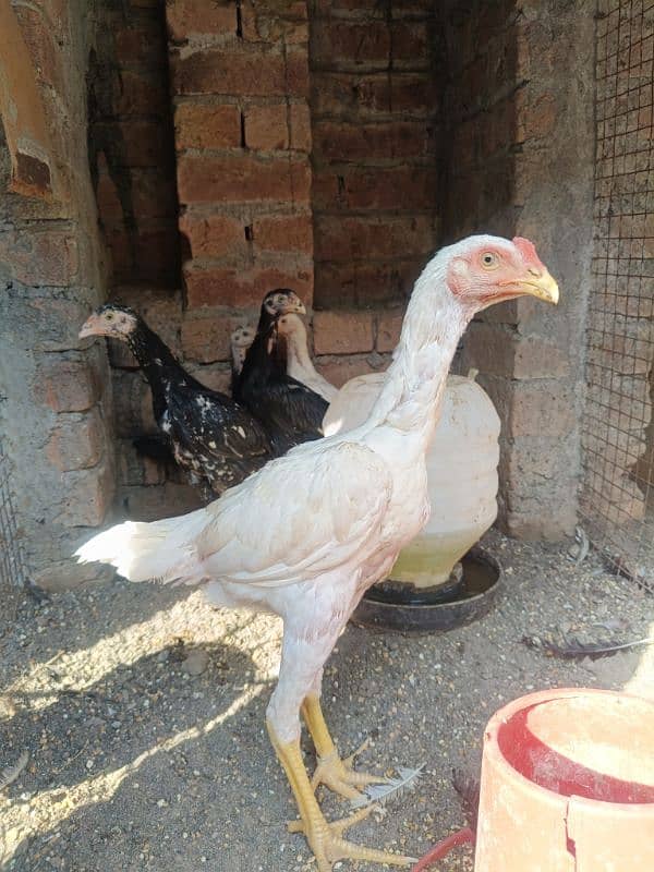 White O Shamo /Aseel pathy /king size/ shamo chicks/high Quality shamo 7