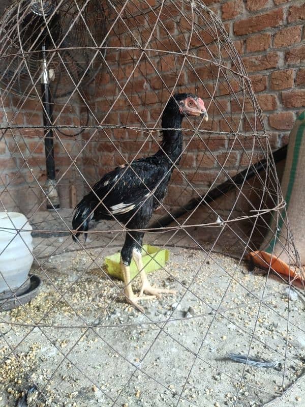 White O Shamo /Aseel pathy /king size/ shamo chicks/high Quality shamo 9